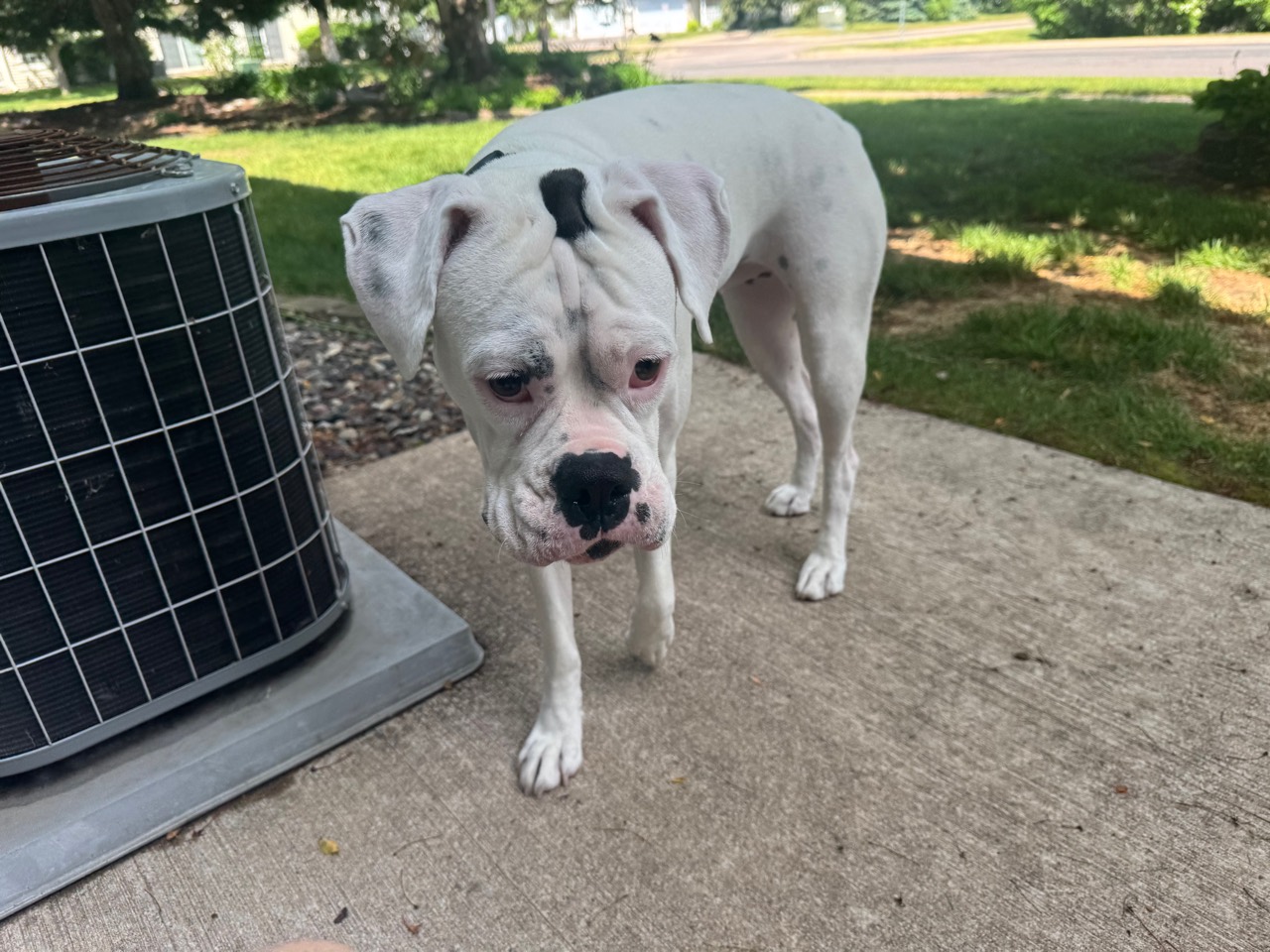 Maggie standing in a Minnesota yard
